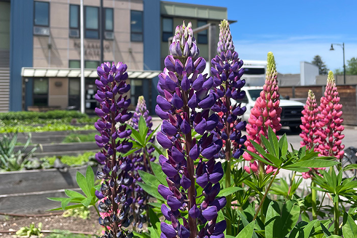 Wildflowers in front of a building
